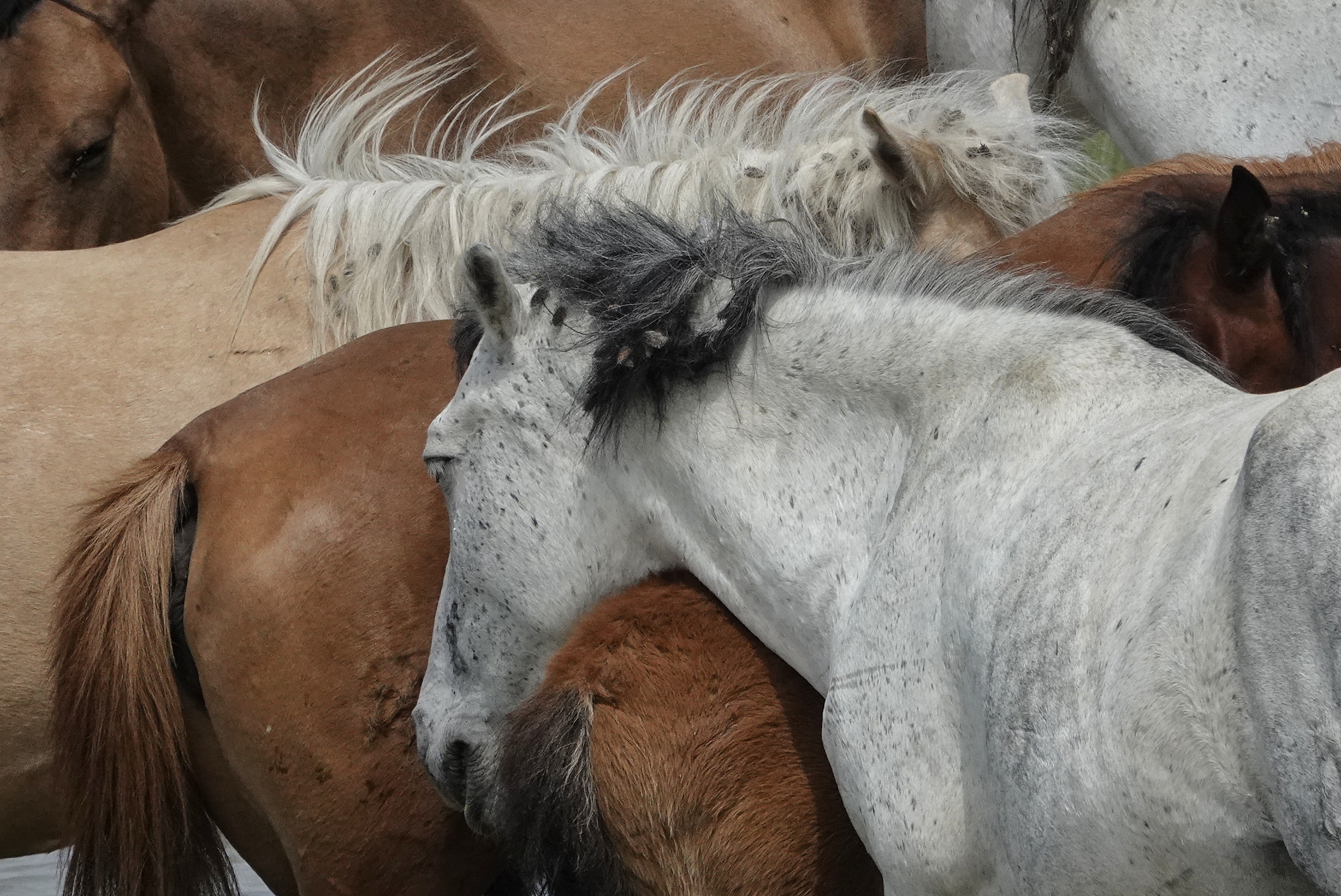 Chevaux en liberté au Kazakhstan